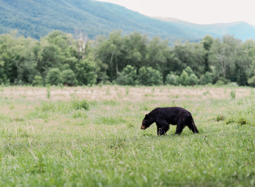 A black bear walking in a green field with a mountain in the background