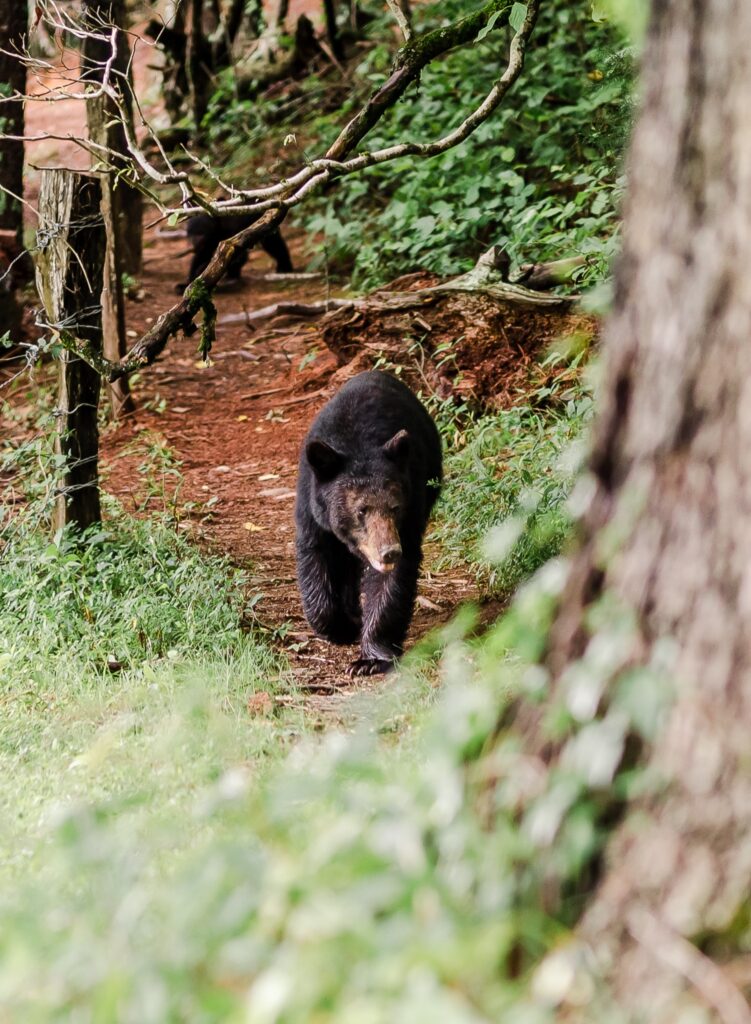 A black bear in a forest