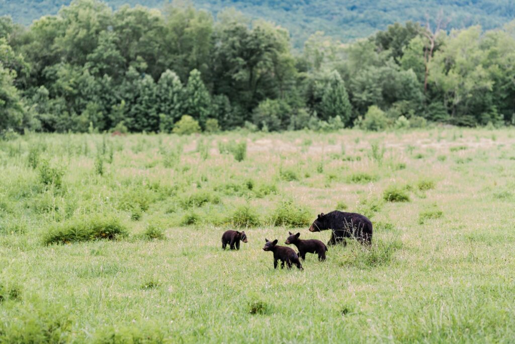 A mama black bear with 3 cubs in a green field 