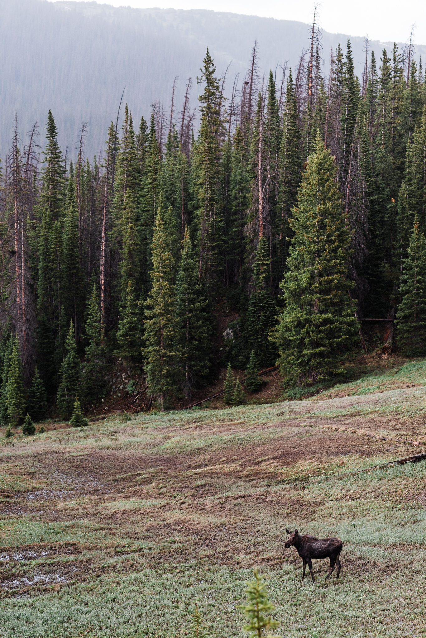 A moose in a forest in Rocky Mountain National Park Colorado