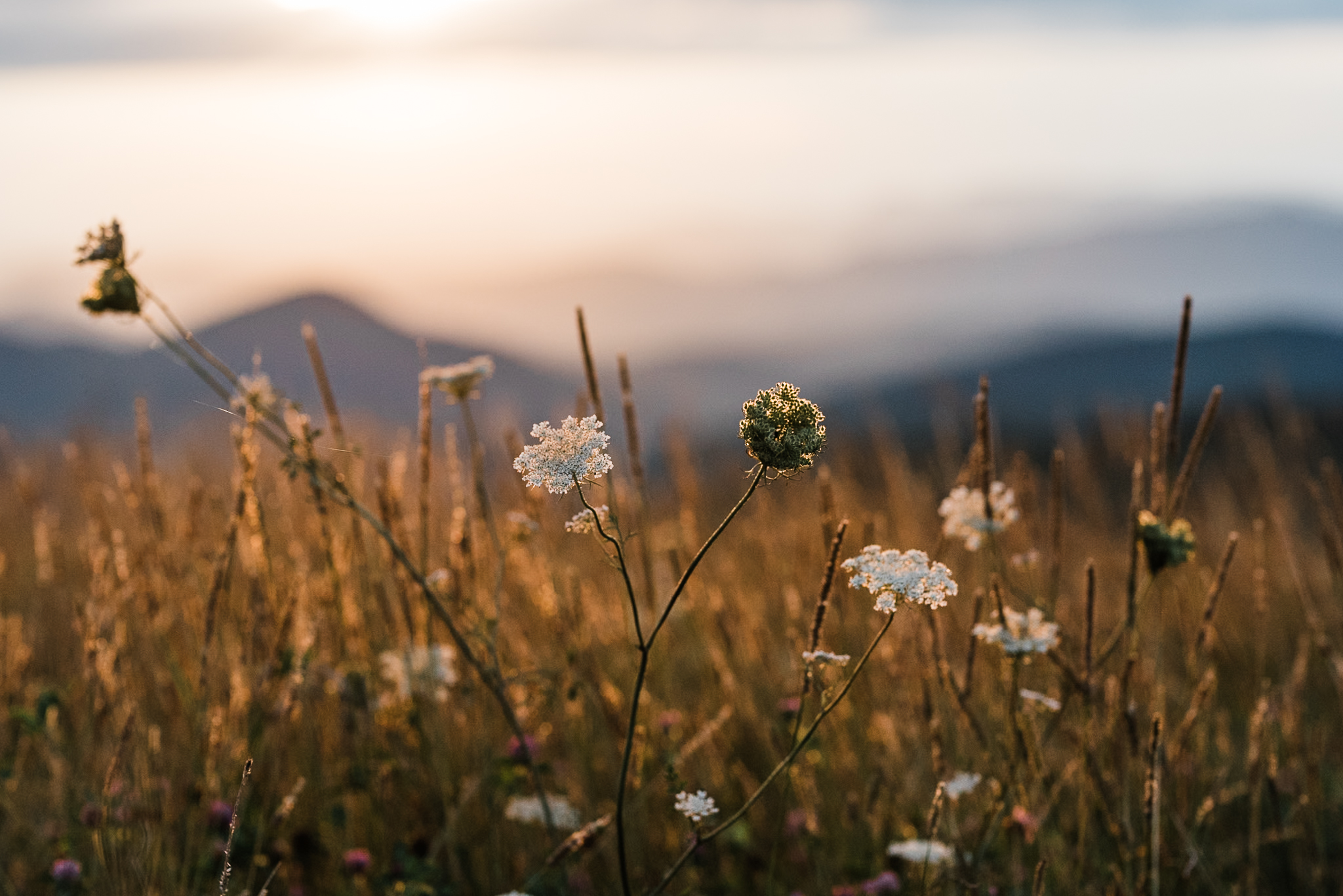 Wildflowers at Max Patch North Carolina in sunset light.