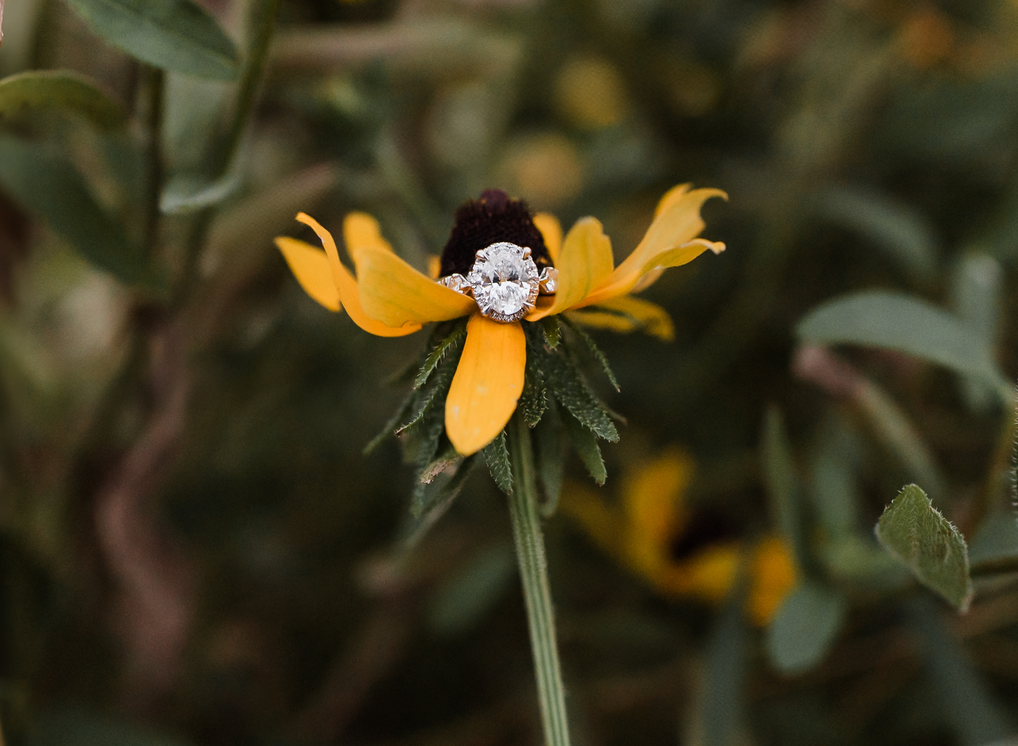 An engagement ring on a wildflower.